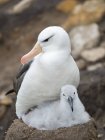 Adulto y polluelo en el nido en forma de torre. Albatros de cejas negras o mollymawk de cejas negras (Thalassarche melanophris). América del Sur, Islas Malvinas, enero - foto de stock