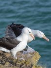 Albatros de cejas negras o mollymawk de cejas negras (Thalassarche melanophris). América del Sur, Islas Malvinas, enero - foto de stock