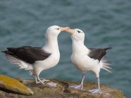 Albatros de cejas negras o mollymawk de cejas negras (Thalassarche melanophris), típico comportamiento de cortejo y saludo. América del Sur, Islas Malvinas, enero - foto de stock