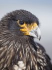 Adult, with typical yellow skin in face. Striated Caracara or Johnny Rook (Phalcoboenus australis), protected, endemic to the Falklands and highly intelligent bird of prey. South America, Falkland Islands, January — Stock Photo