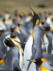 Königspinguine (aptenodytes patagonicus) auf den Falklandinseln im Südatlantik. Südamerika, Falklandinseln, Januar — Stockfoto