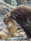 Dominant bull with female ready to mate.  South American sea lion (Otaria flavescens, formerly Otaria byronia), also called the Southern Sea Lion or Patagonian sea lion. South America, Falkland Islands — Stock Photo