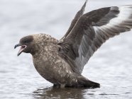 Falkland Skua or Brown Skua (Stercorarius antarcticus, exact taxonomy is under dispute). They  are the great skuas of the southern polar and subpolar region.  South America, Falkland Islands, January — Stock Photo