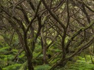 Cloud Forest with endemic vegetation (Laurel Laurus azorica, Azores juniper Juniperus brevifolia, tree heath Erica azorica).   Island Ilhas Terceira, part of the Azores (Ilhas dos Acores) in the atlantic ocean, an autonomous region of Portugal. Europ — Stock Photo