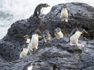 Coming ashore and climbing a steep cliff on Bleaker Island. Rockhopper Penguins  (Eudyptes chrysocome), subspecies Southern Rockhopper Penguin (Eudyptes chrysocome chrysocome).  South America, Falkland Islands, January — Stock Photo