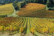 Paisagem do campo, propriedade agrícola, Vinha, Potenza Picena, Marche, Itália, Europa — Fotografia de Stock