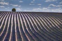 Champ de lavande devant ciel nuageux, Plateau de Valensole, Alpes de Haute Provence, Provence, France, Europe — Photo de stock