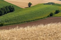 Weizenfelder und Sonnenblumen, corridonia, marche, italien, europa — Stockfoto