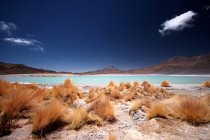 Laguna Honda, Reserva Nacional de fauna eduardo avaroa, the Eduardo Avaroa Andean Fauna National Reserve, Uyuni, Potos, Bolivia, South America — стокове фото