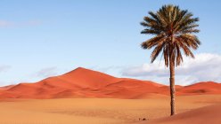 Désert du Sahara, Maroc, Afrique du Nord — Photo de stock
