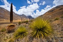 Puya Raimondi, Cordillera Blanca, Huaraz, Ancash, Perú, Sudamérica. - foto de stock