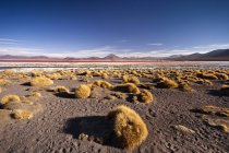 Laguna Colorada, Eduardo Avaroa Réserve nationale de faune andine, South Lipez, Potos, Uyuni, Bolivie, Amérique du Sud — Photo de stock