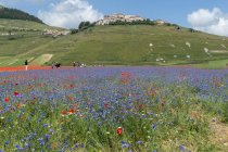 Monti Sibillini National Park, Floração, Castelluccio di Norcia; Umbria, Itália, Europa — Fotografia de Stock