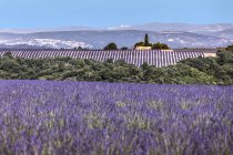 Champ de lavande devant ciel nuageux, Plateau de Valensole, Alpes de Haute Provence, Provence, France, Europe — Photo de stock