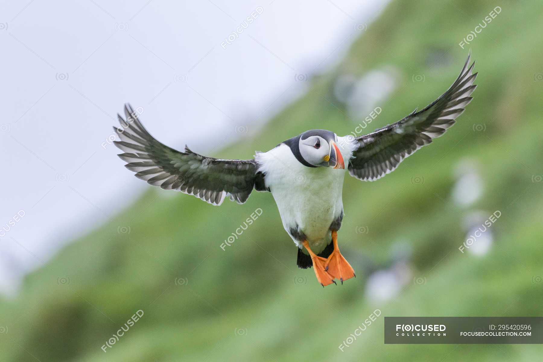 Landing in a colony. Atlantic Puffin (Fratercula arctica) in a puffinry ...