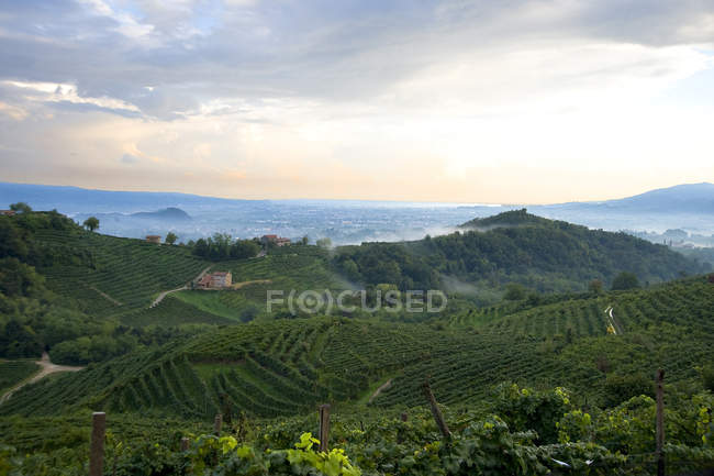 Viñedos y camino del vino blanco, Valdobbiadene, Treviso, Italia, Europa - foto de stock