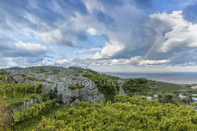 Typical vineyards, Ischia island, Campania, Italy, Europe — Stock Photo