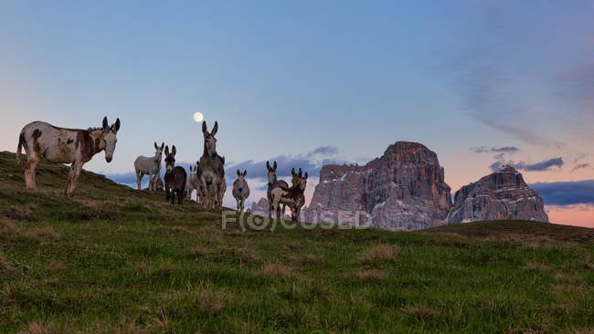Mondeval pastures, Estern Dolomites, San Vito di Cadore, Veneto, Italia - foto de stock