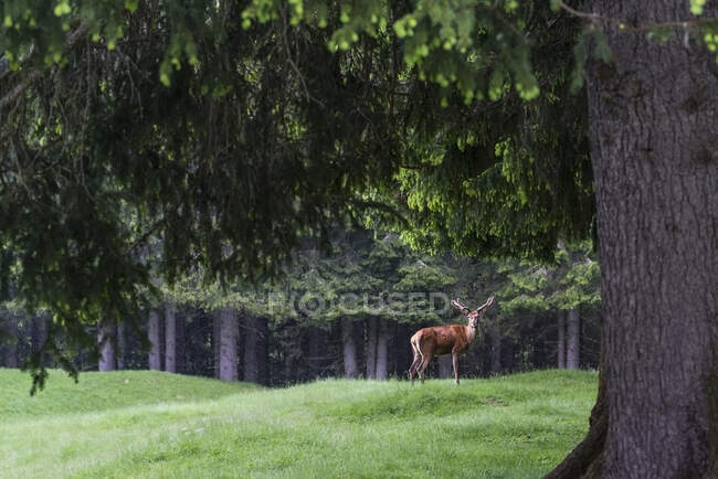 Cerf dans le parc naturel de Paneveggio, Trentin-Haut-Adige, Italie — Photo de stock