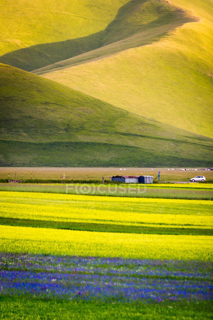 Ландшафт с цветами на заднем плане, долина Пьяна-Гранде, Качуччи-ди-Норсия, Умбрия, Италия — стоковое фото