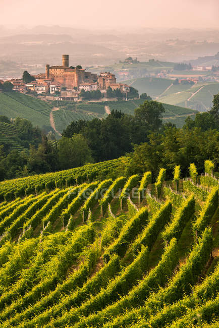 Castillo y viñedo en verano, Castiglione Falletto, Langhe, Piamonte, Italia - foto de stock
