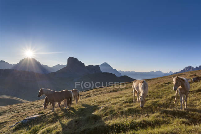 Haflinger horses grazing on the green plain of Mondeval. In the background the Becco di Mezzod, behind Sorapiss left and right of the pyramid of Antelao. Europe, Italy, Veneto, Belluno, Dolomites — Stock Photo
