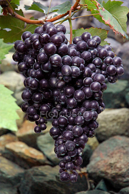Close up of growing black Grapes — Stock Photo