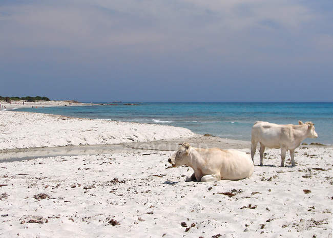Spiaggia di Berchida, Siniscola, Sardegna, Italia — Foto stock