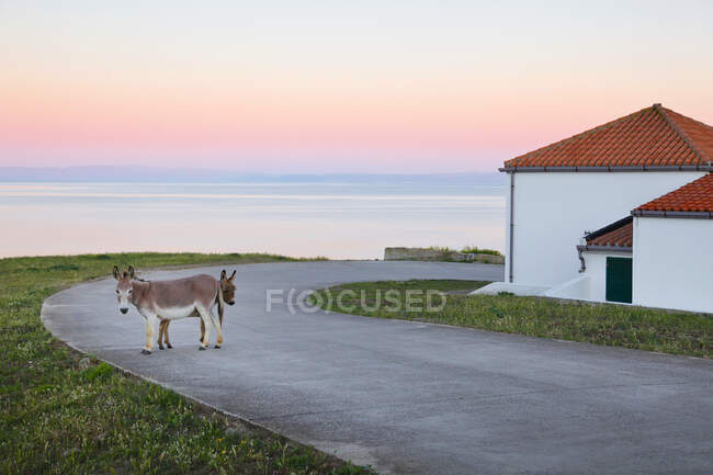 Burros, Ilha de Asinara, Porto Torres, Sardenha, Itália, Europa — Fotografia de Stock