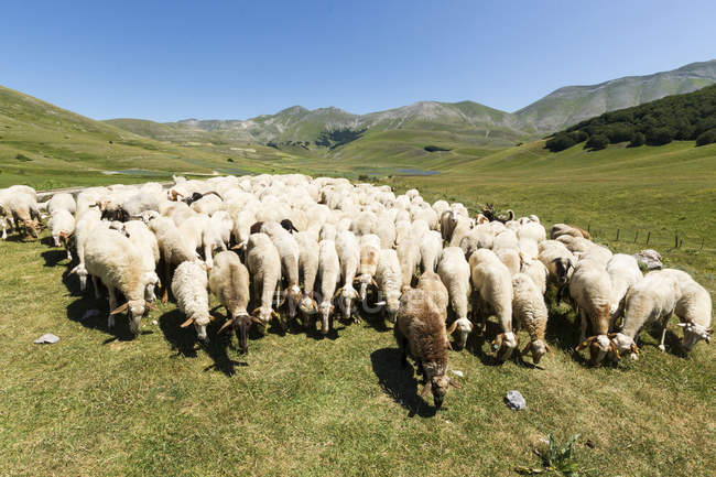 Стая овец в Валь-Канатра, Ландшафт, Качуччи-ди-Норсия, Умбрия, Италия, Европа — стоковое фото