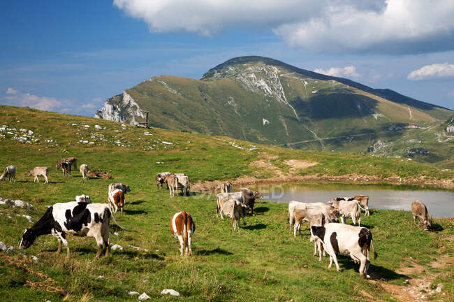 Altipiano di Brentonico tableland no fundo Monte Altissimo montanha, Trentino Alto Adige e Veneto, Itália, Europa — Fotografia de Stock