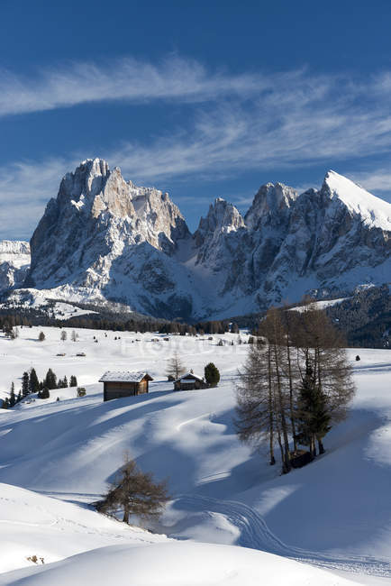 Paisaje invernal en el Alpe di Siusi / Seiser Alm en los Dolomitas. En el fondo los picos Sassolungo / Langkofel y Sassopiatto / Plattkofel, Alpe di Siusi, Dolomites, Trentino-Alto Adige, Italia - foto de stock