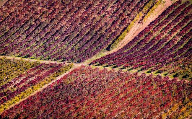 Lambrusco vinhedos, Modena, Emilia-Romagna, Itália — Fotografia de Stock