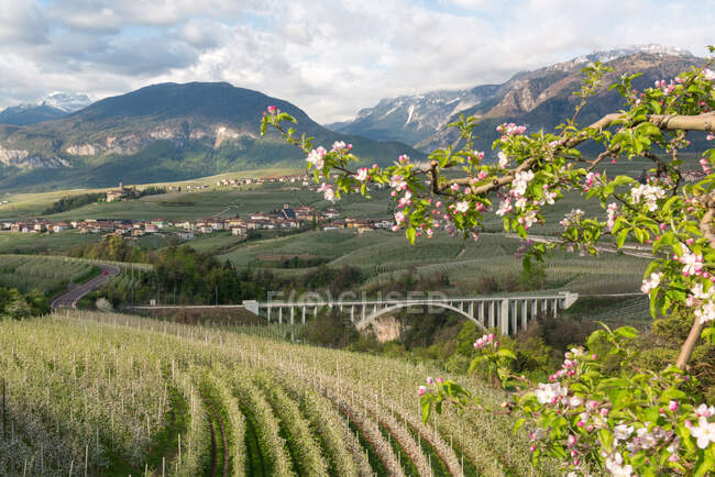 Apfelblüte im Non-Tal und der S. Giustina-Brücke, Non-Tal, Trentino, Italien, Europa — Stockfoto