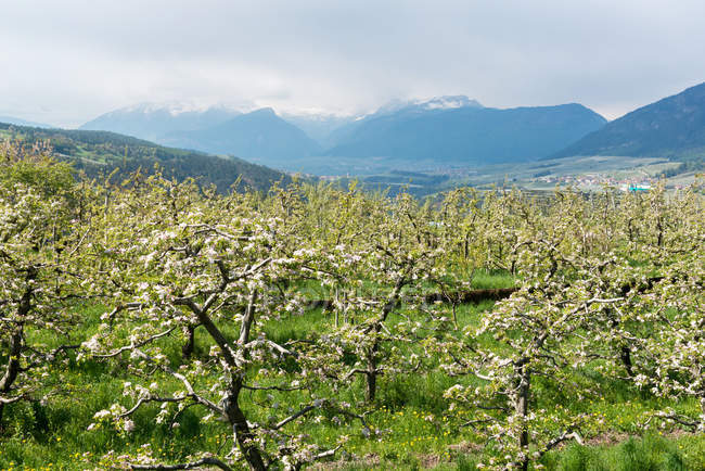 Apple Flowering, Non Valley, Brenta Dolomites, Trentino, Italy, Europe — стоковое фото