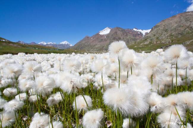 Flores brancas de algodão grama em Gavia, Valfurva, Valtellina, Lombardia, Itália, Europa — Fotografia de Stock