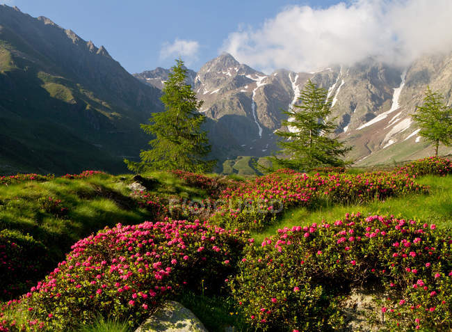 Blühende und bergenim grande tal in stelvio nationalpark, valcamonica, lombardei, italien, europa — Stockfoto