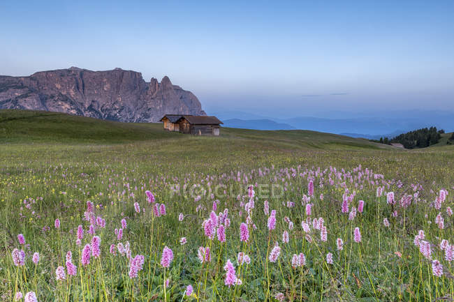 Alpe di Siusi / Seiser Alm, Dolomites, Alto Adige, Itália, Europa. Bloom no planalto de Bullaccia / Puflatsch. No fundo, os picos de Sciliar / Schlern — Fotografia de Stock