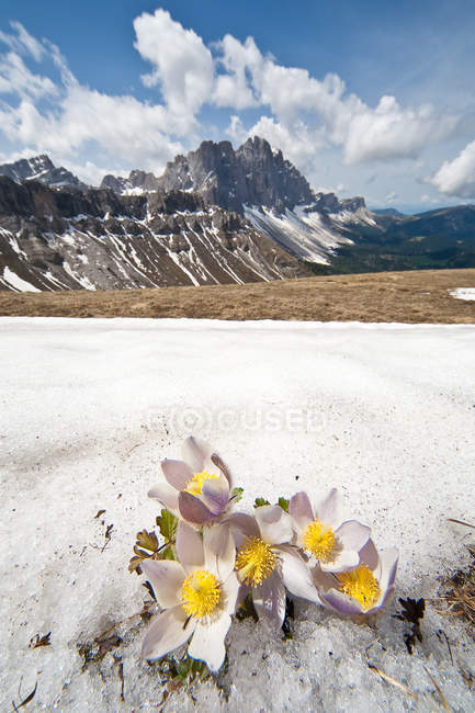 Anémonas de primavera en Col di Poma. En el fondo el Odle, Valle de Funes, Dolomitas, Trentino-Alto Adigio, Italia, Europa - foto de stock