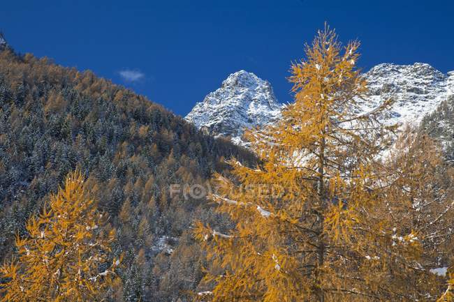 The yellow larches and the snow-capped peak of Punta Rosalba are tangible signs of the upcoming winter in Valmalenco, Valtellina, Lombardy, Italy, Europe — Stock Photo