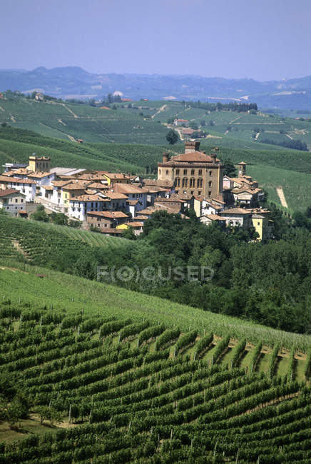 Виноградник, Ланге, Федмонт, Италия — стоковое фото