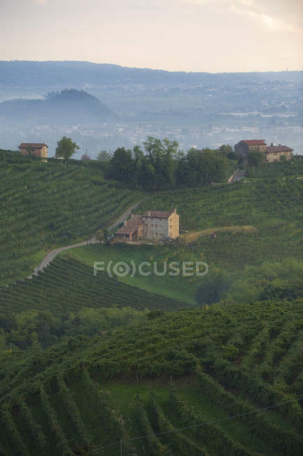 Vinhas e estrada de vinho branco, Valdobbiadene, Treviso, Itália, Europa — Fotografia de Stock