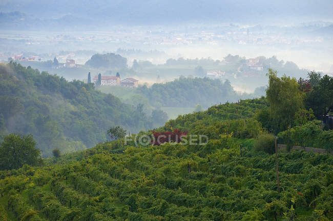 Виноградники і дорога з білим вином, Вальдоббіаде, Тревізо, Італія, Європа — стокове фото