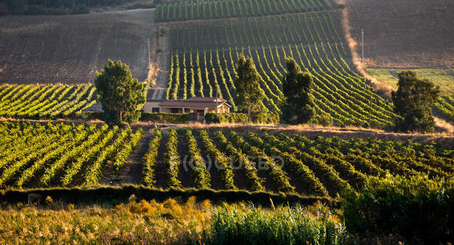 Planeta wineries, Sambuca di Sicilia, tenuta dell'Ulmo, Sicily, Italy, Europe — Stock Photo