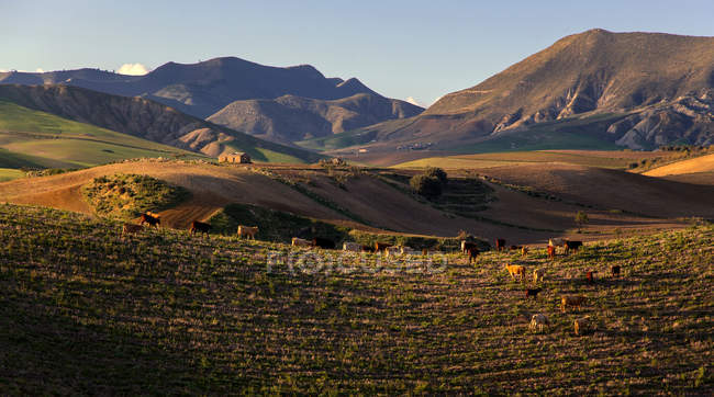 Campo cerca del pueblo de Catenanuova, provincia de Enna, Sicilia, Italia, Europa - foto de stock