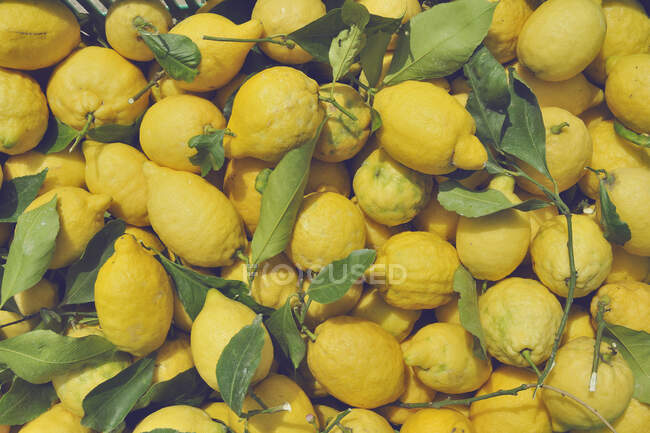 Los típicos limoneros de la Costa Amalfitana llamados 
