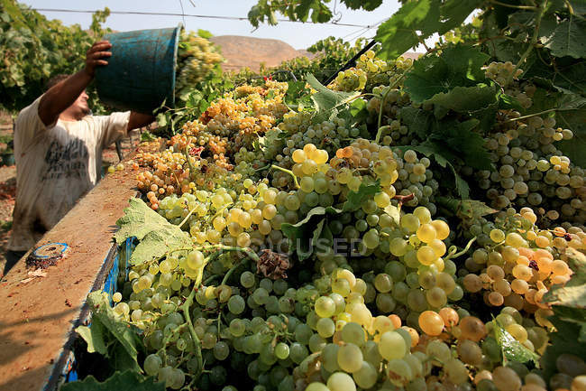 Cosecha de uva, Sicilia, Italia - foto de stock