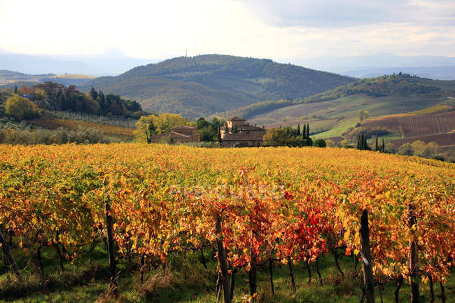 К'янті-зона, wineyard, Тоскана, Італія — стокове фото