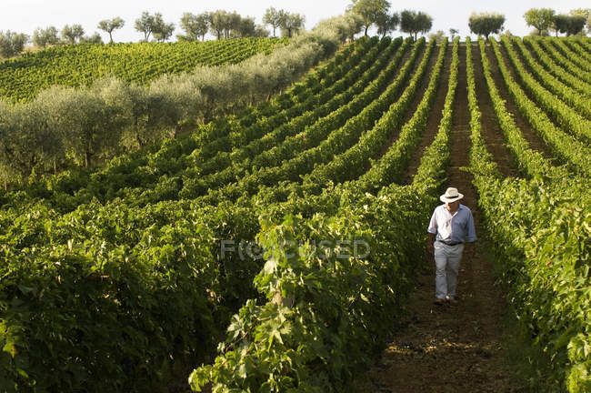 Gianni Masciarelli vineyard, Corropoli, Абруццо, Италия — стоковое фото