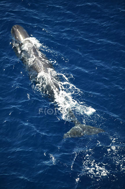 Baleia fotografada no Mar Mediterrâneo ao largo da costa da Sicília — Fotografia de Stock